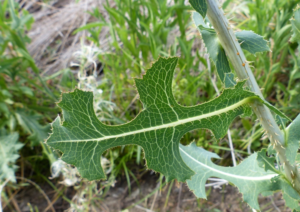 Lactuca serriola (hero image)