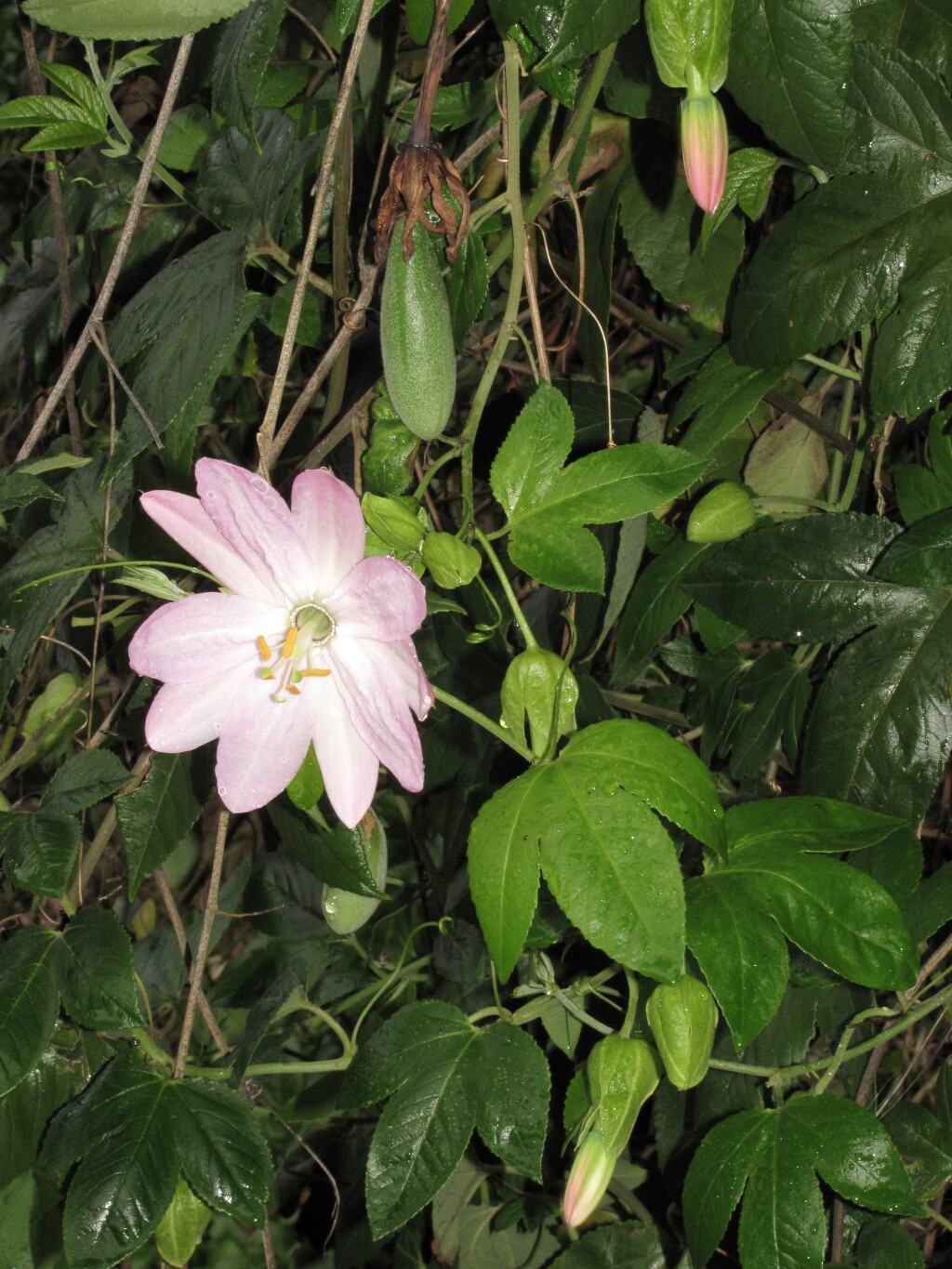 Passiflora tarminiana (hero image)