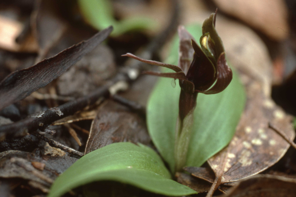 Chiloglottis valida (hero image)