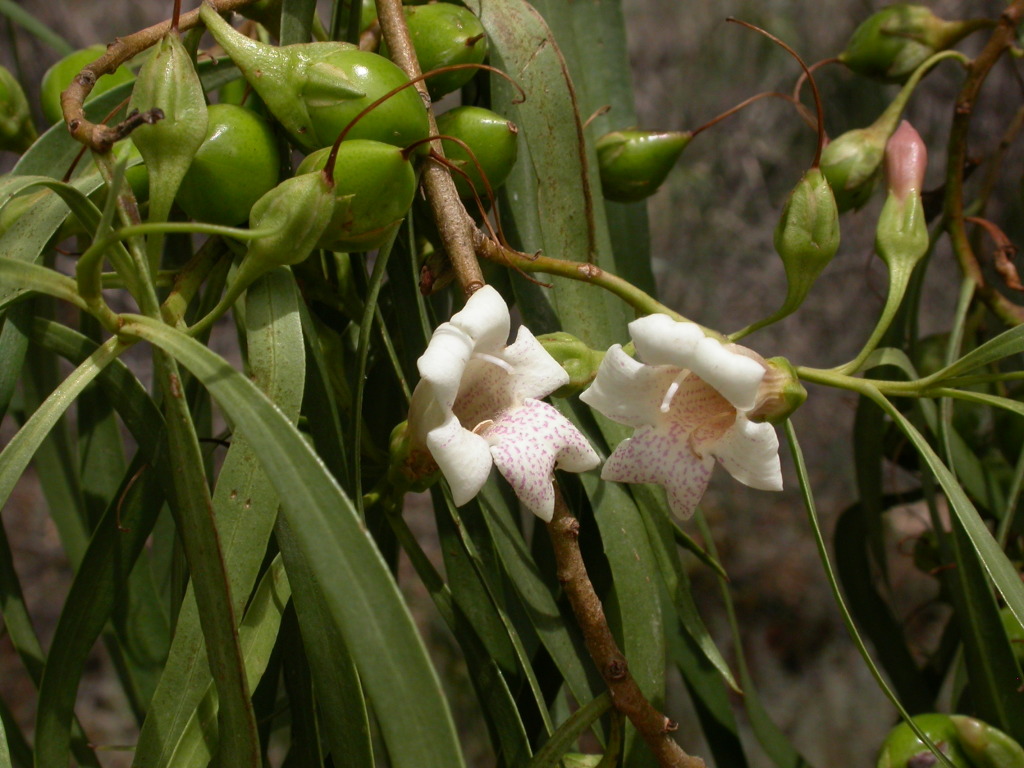 Eremophila bignoniiflora (hero image)