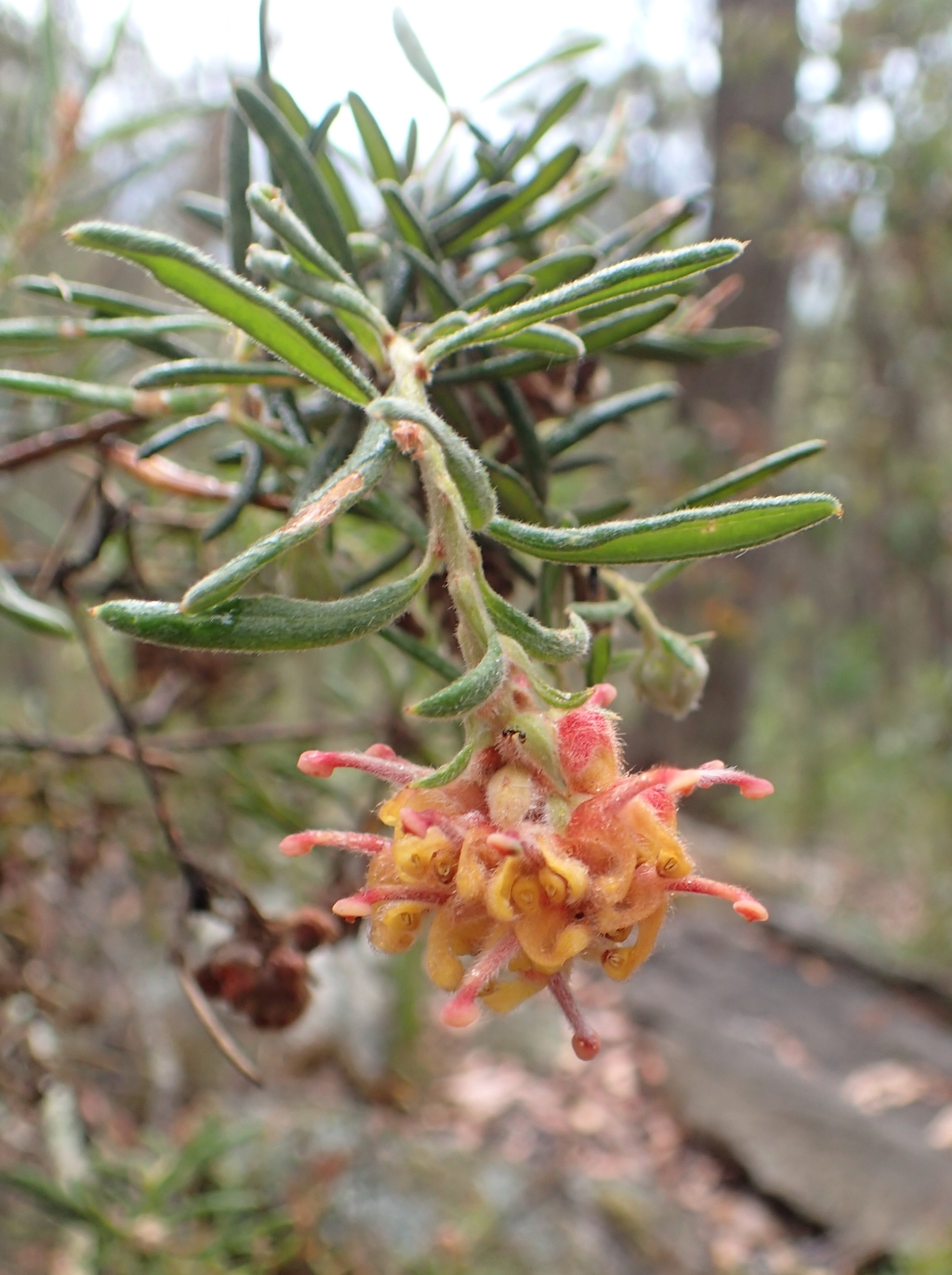 Grevillea polybractea (hero image)