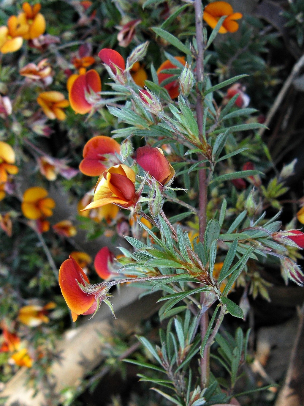Pultenaea pedunculata (hero image)