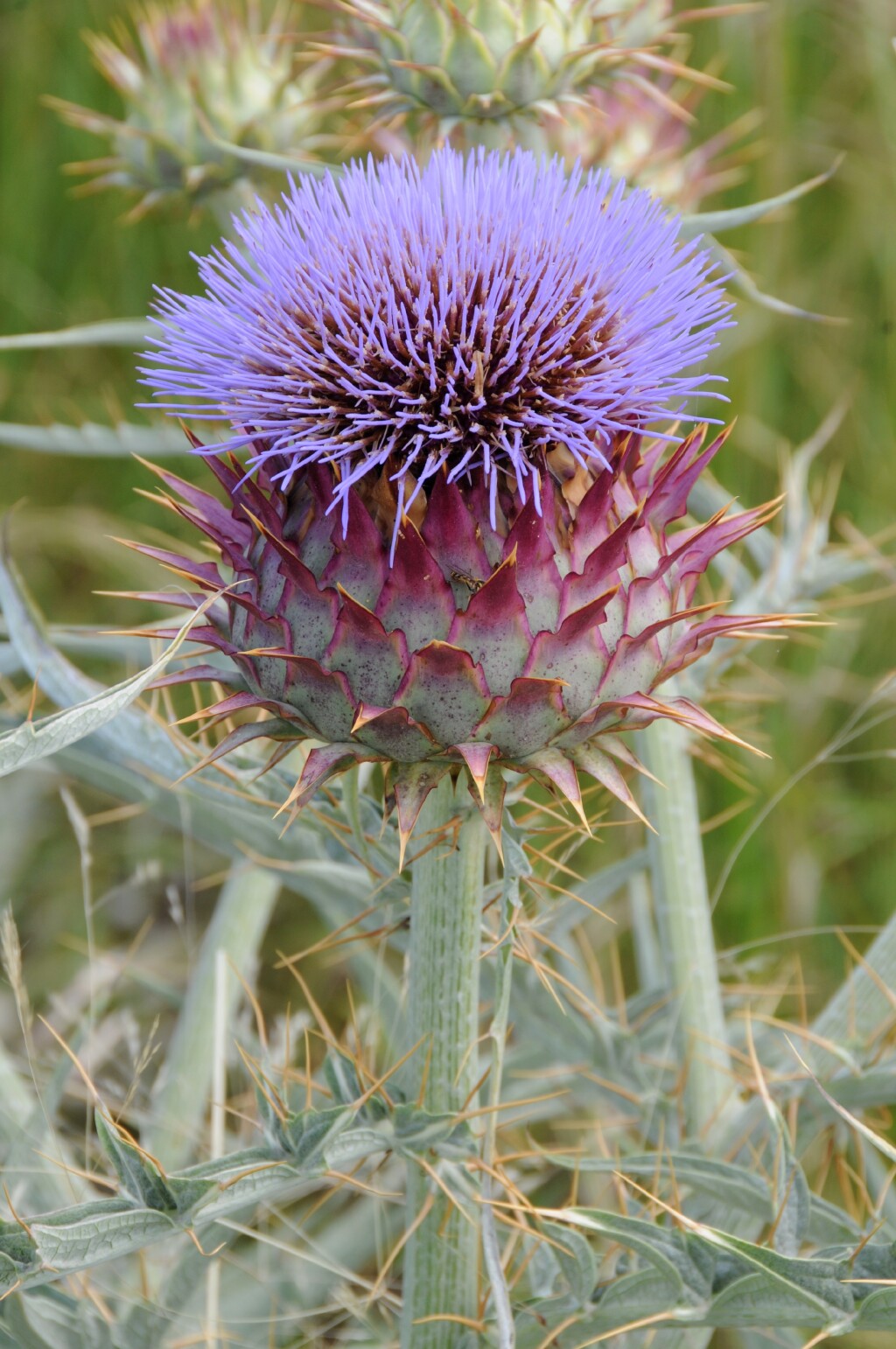 Cynara cardunculus (hero image)