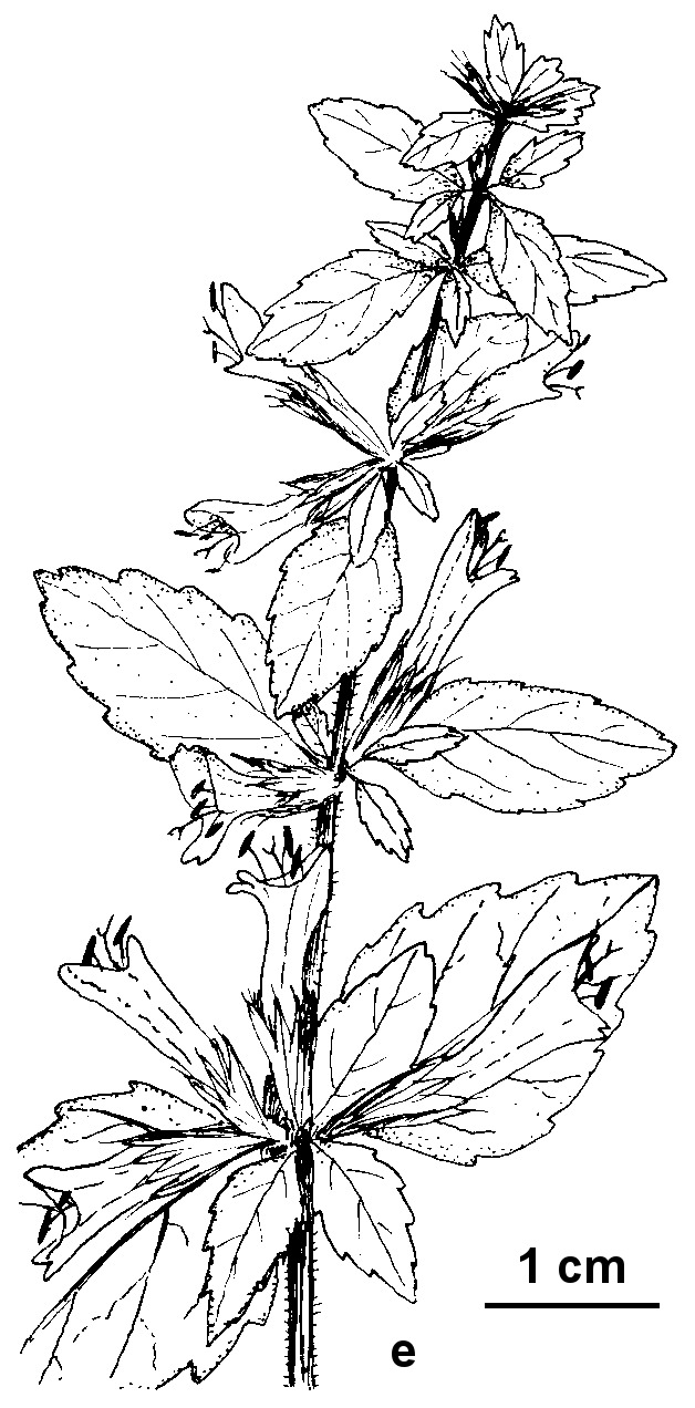 Melissa officinalis (hero image)