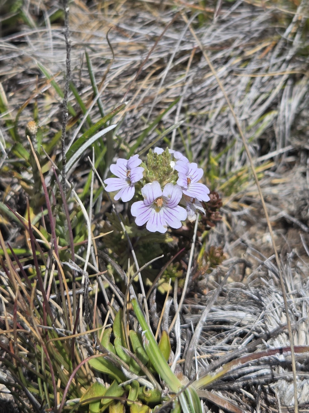 Euphrasia eichleri (hero image)