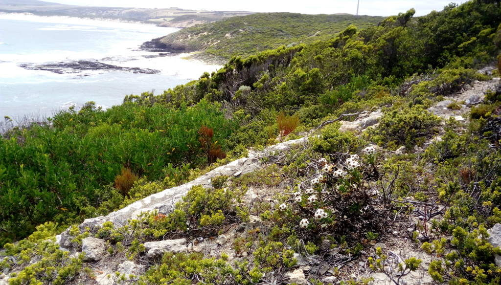Ixodia achillaeoides subsp. arenicola (hero image)