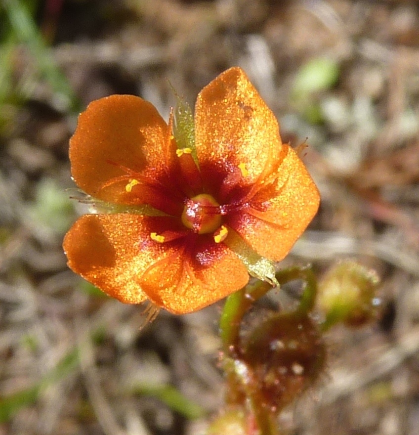 Drosera glanduligera (hero image)