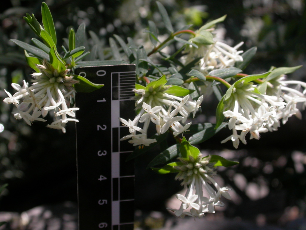 Pimelea linifolia (hero image)