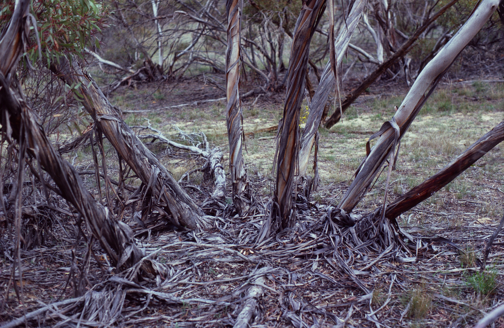 Eucalyptus costata subsp. murrayana (hero image)