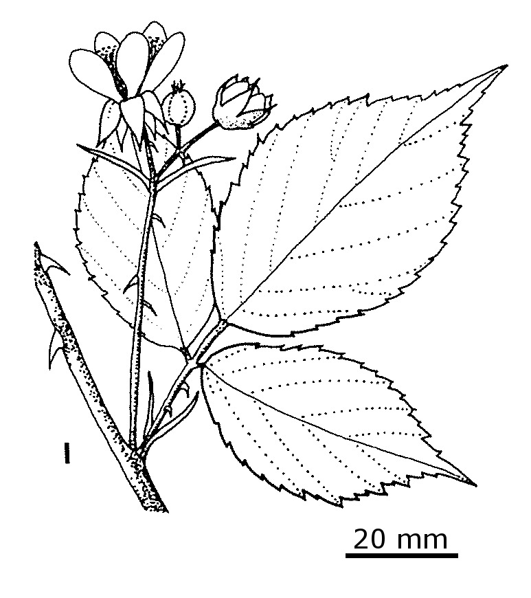 Rubus anglocandicans (hero image)