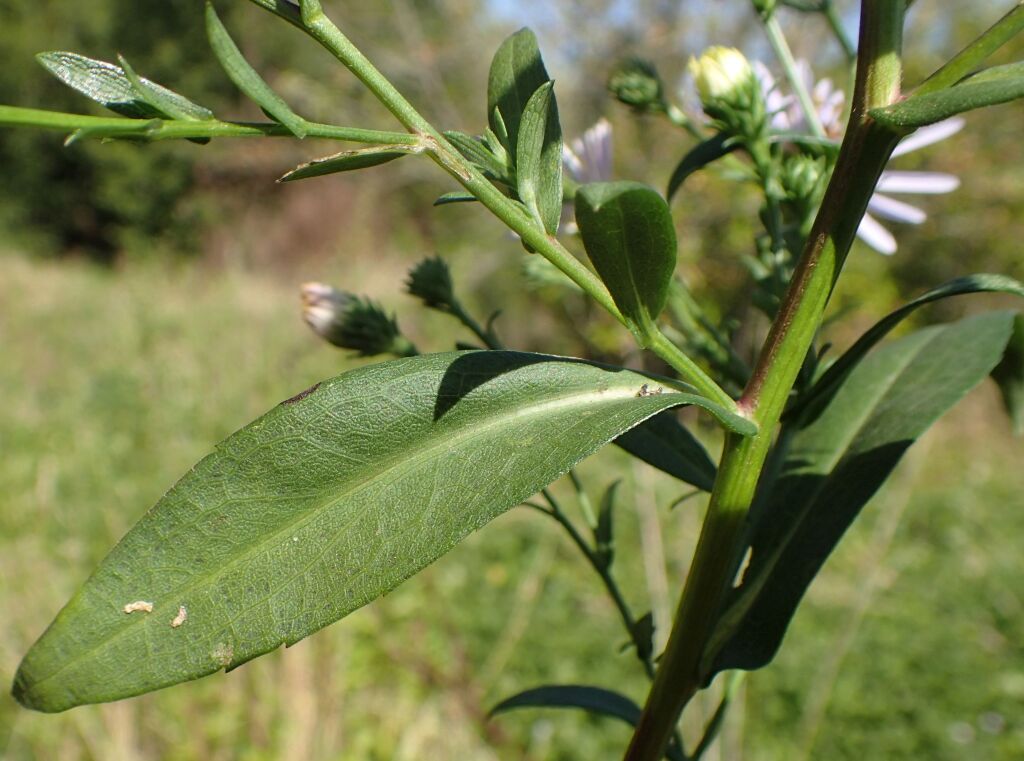 Symphyotrichum novi-belgii (hero image)