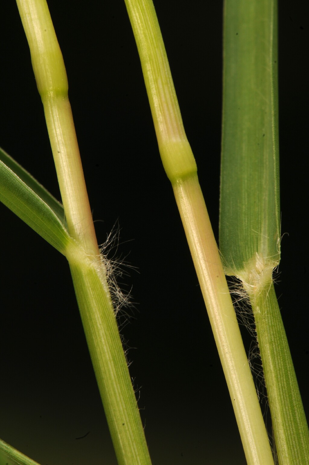 Paspalum (hero image)