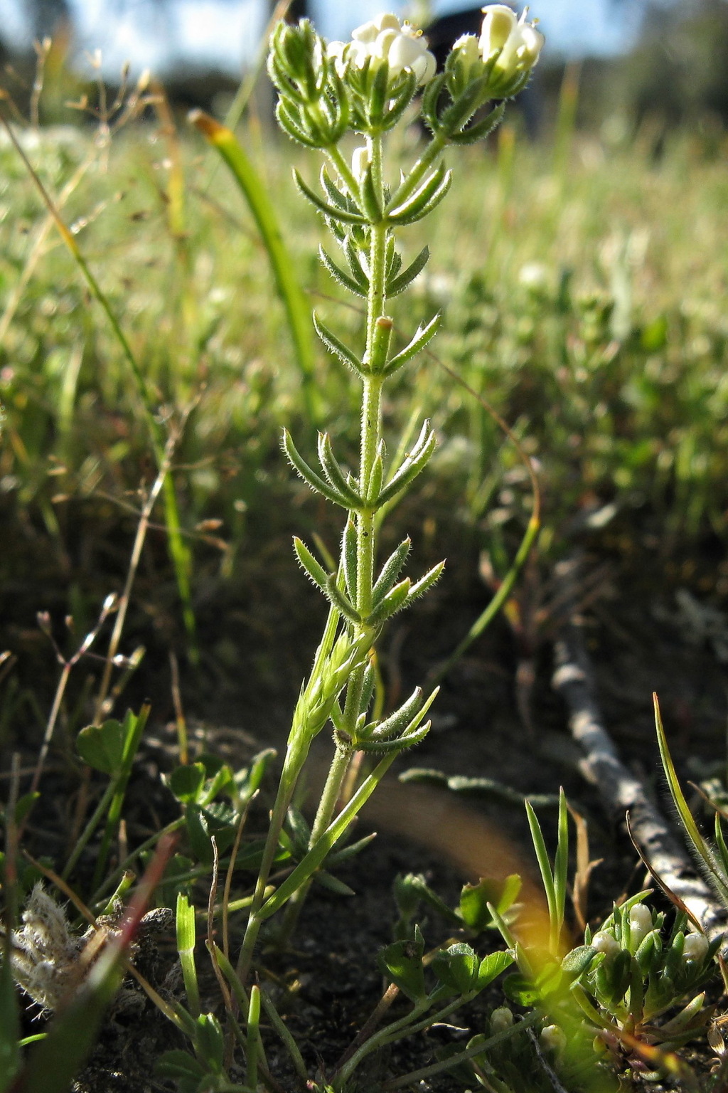 Asperula conferta (hero image)