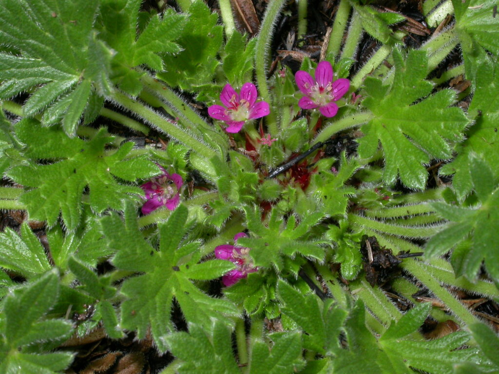 Geranium brevicaule (hero image)