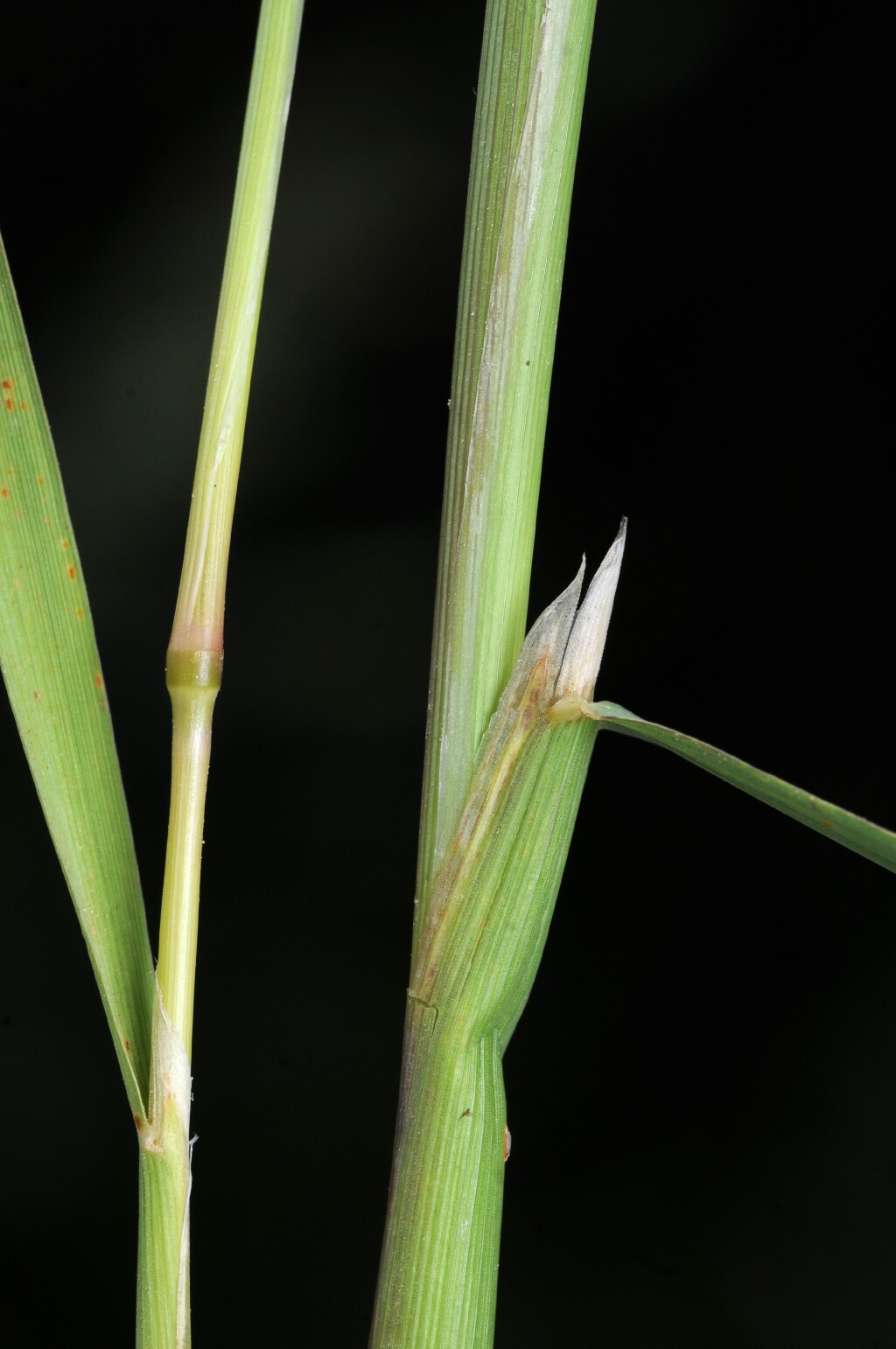 Polypogon monspeliensis (hero image)