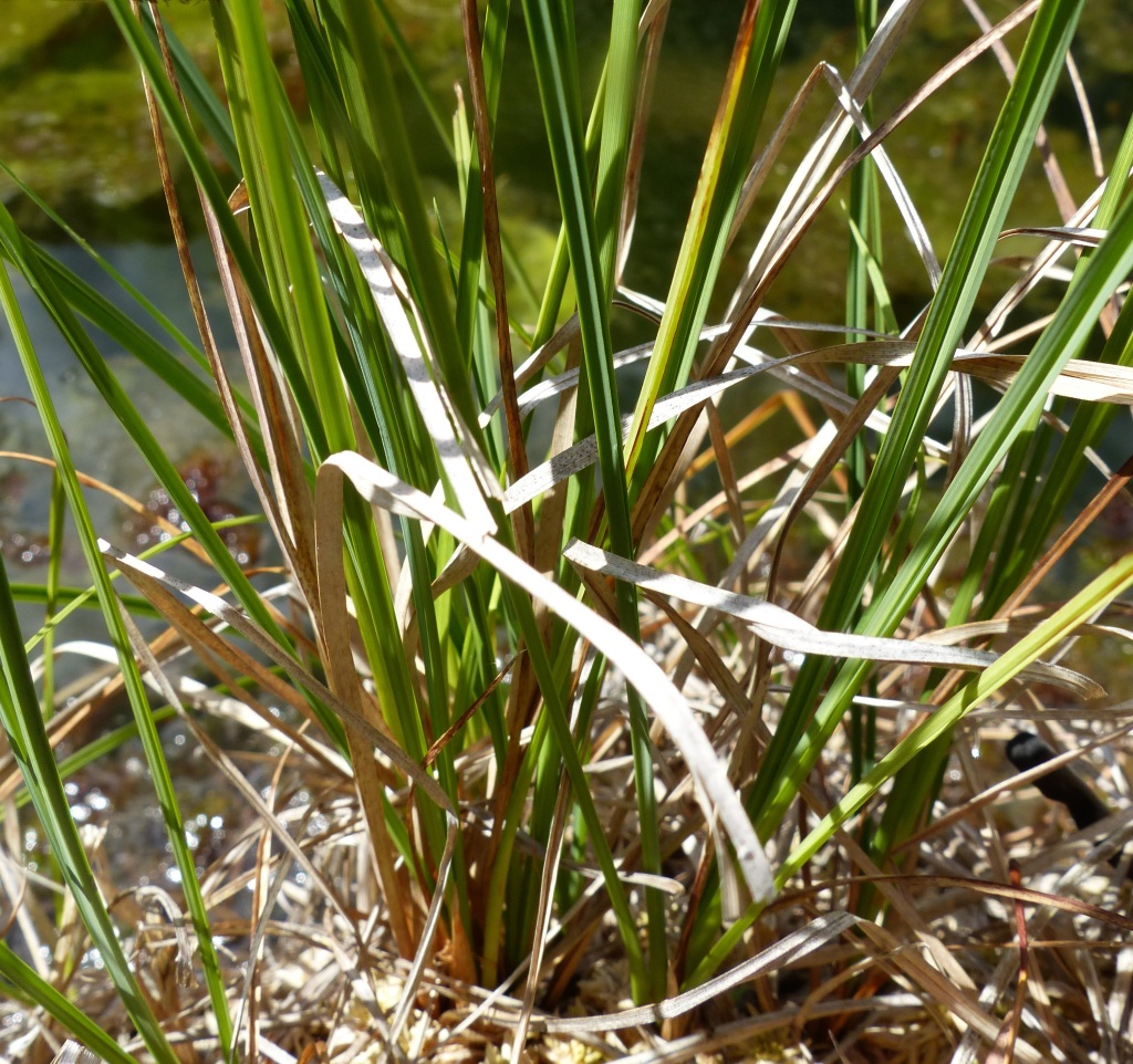 Carex gaudichaudiana (hero image)