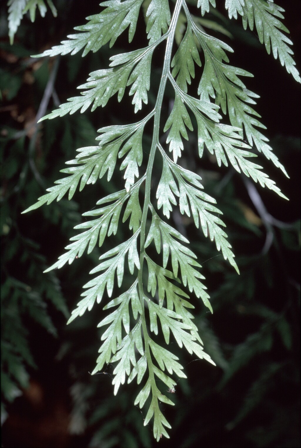 Asplenium appendiculatum subsp. appendiculatum (hero image)