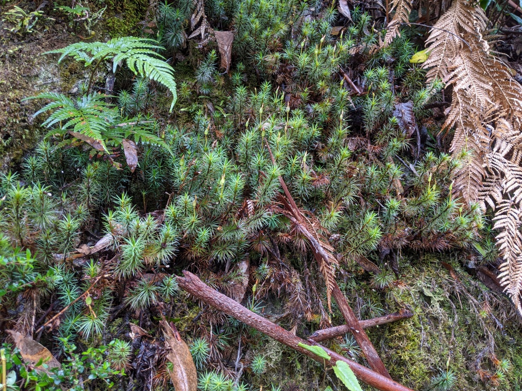 Dawsonia superba var. pulchra (hero image)