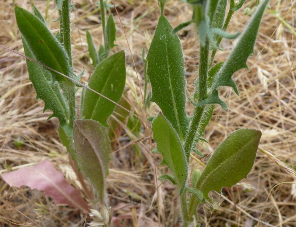 Crepis setosa (hero image)