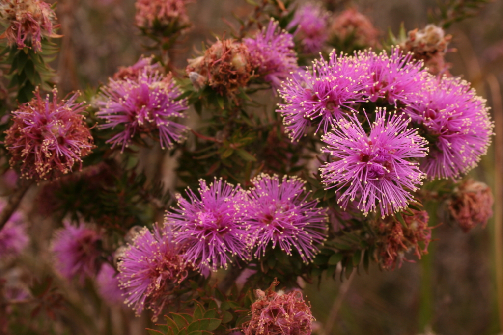 Melaleuca gibbosa (hero image)