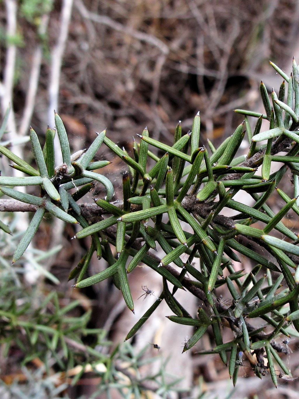 Grevillea huegelii (hero image)