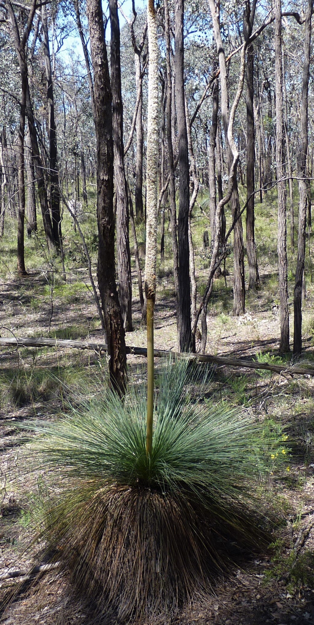 Xanthorrhoea glauca (hero image)