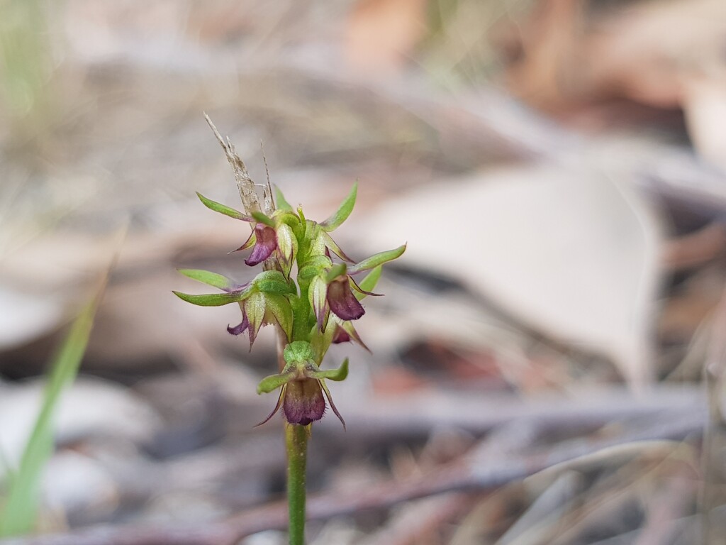 Corunastylis ciliata (hero image)