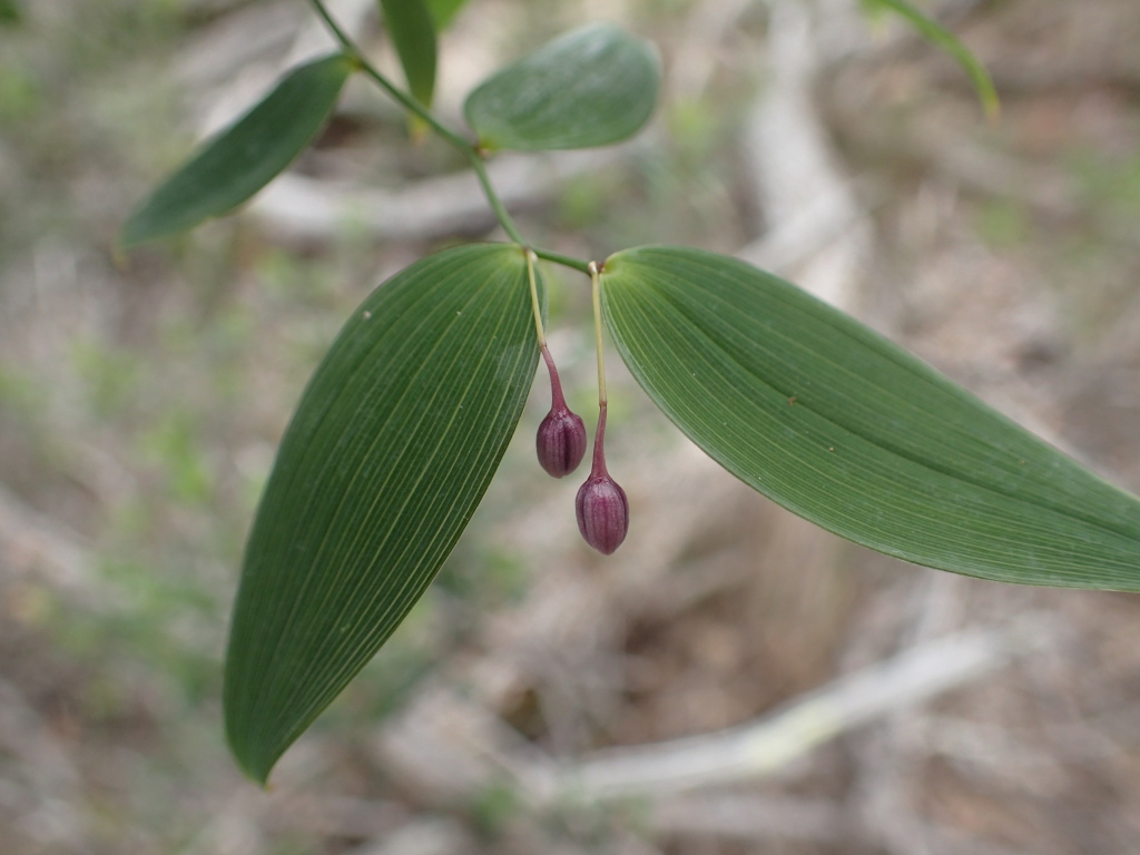 Eustrephus latifolius (hero image)