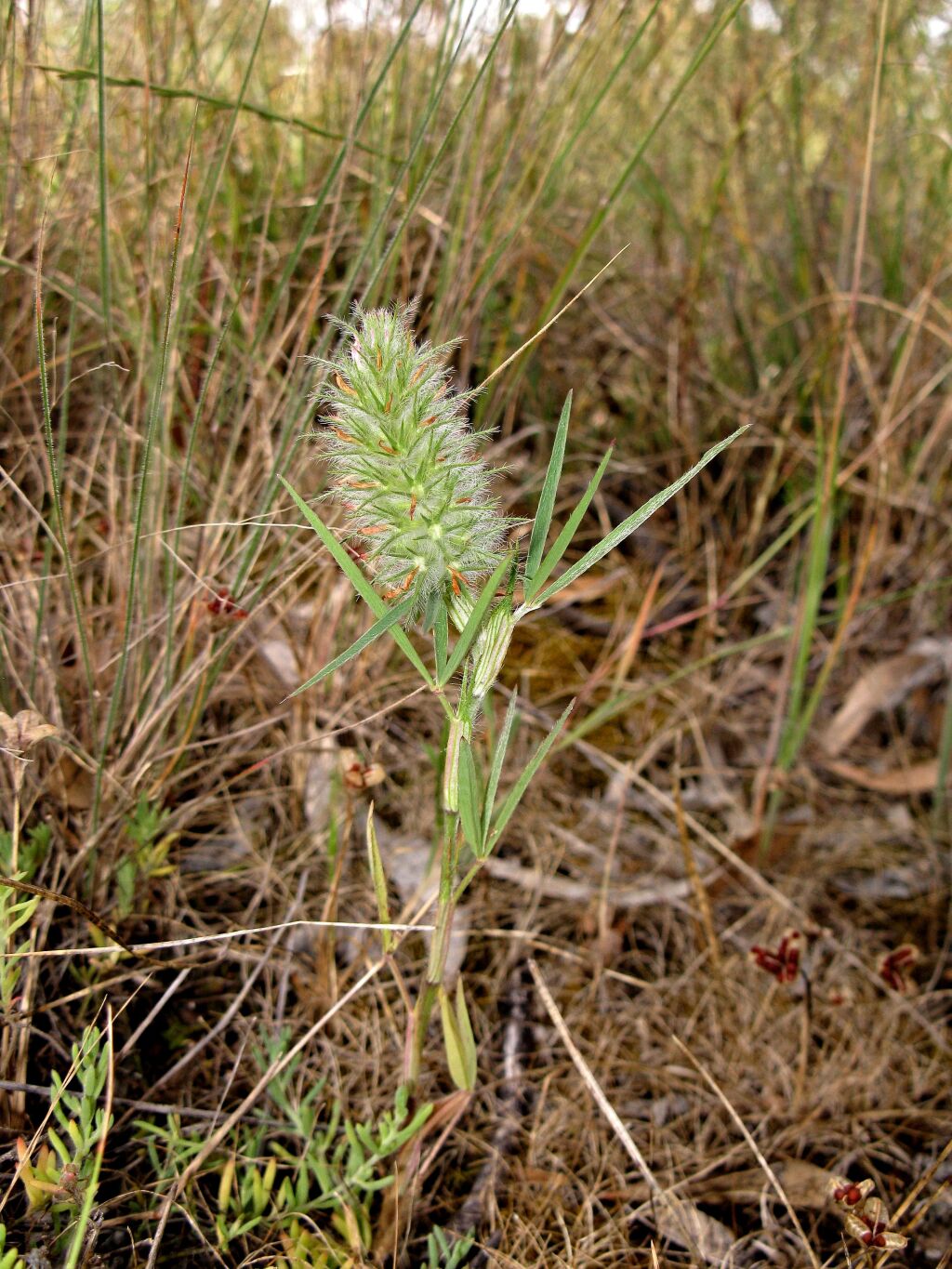 Trifolium angustifolium var. angustifolium (hero image)