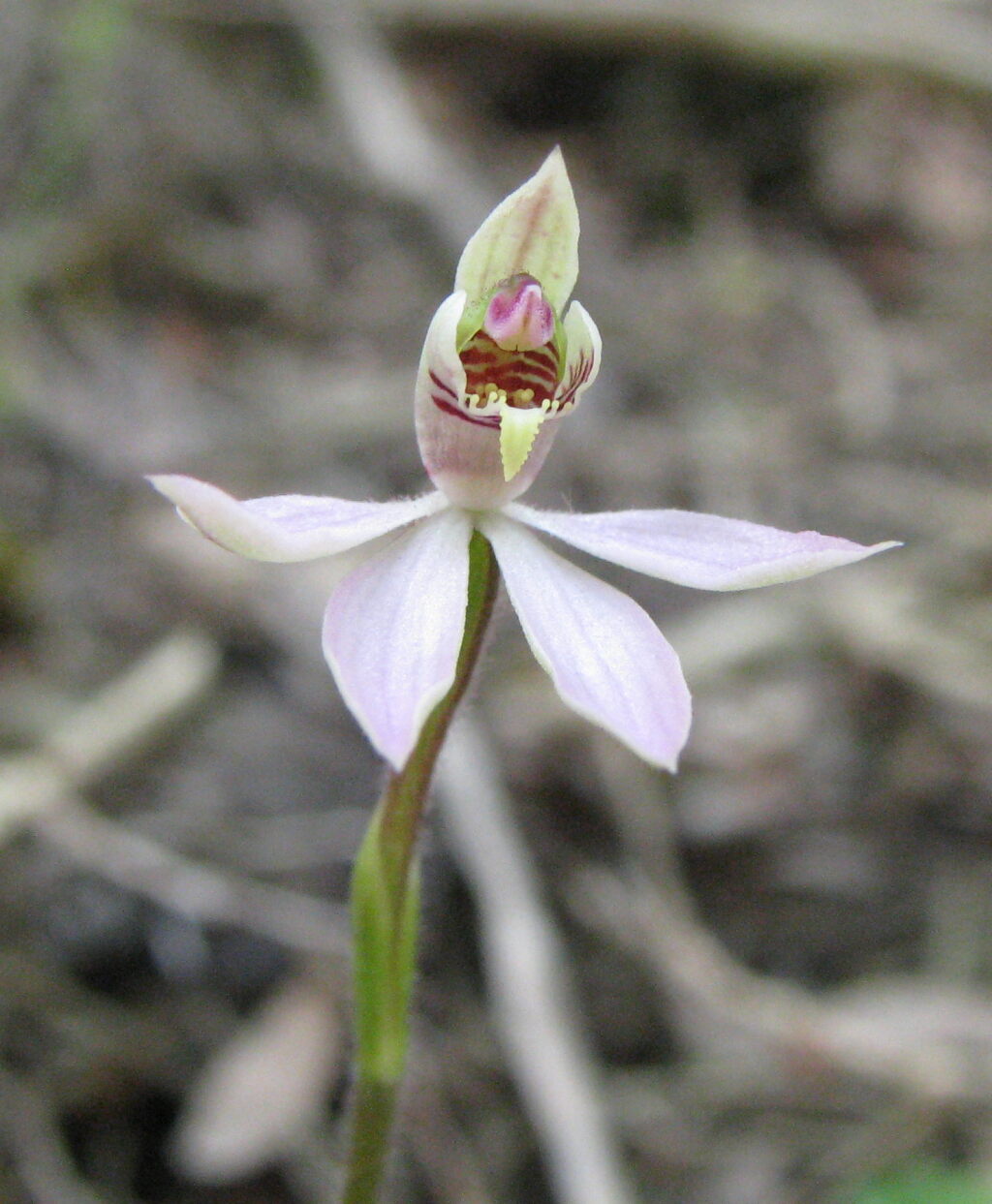 Caladenia mentiens (hero image)