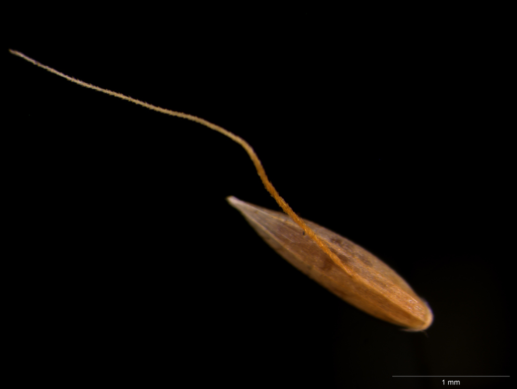 Agrostis venusta (hero image)