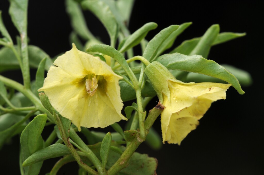 Physalis hederifolia (hero image)