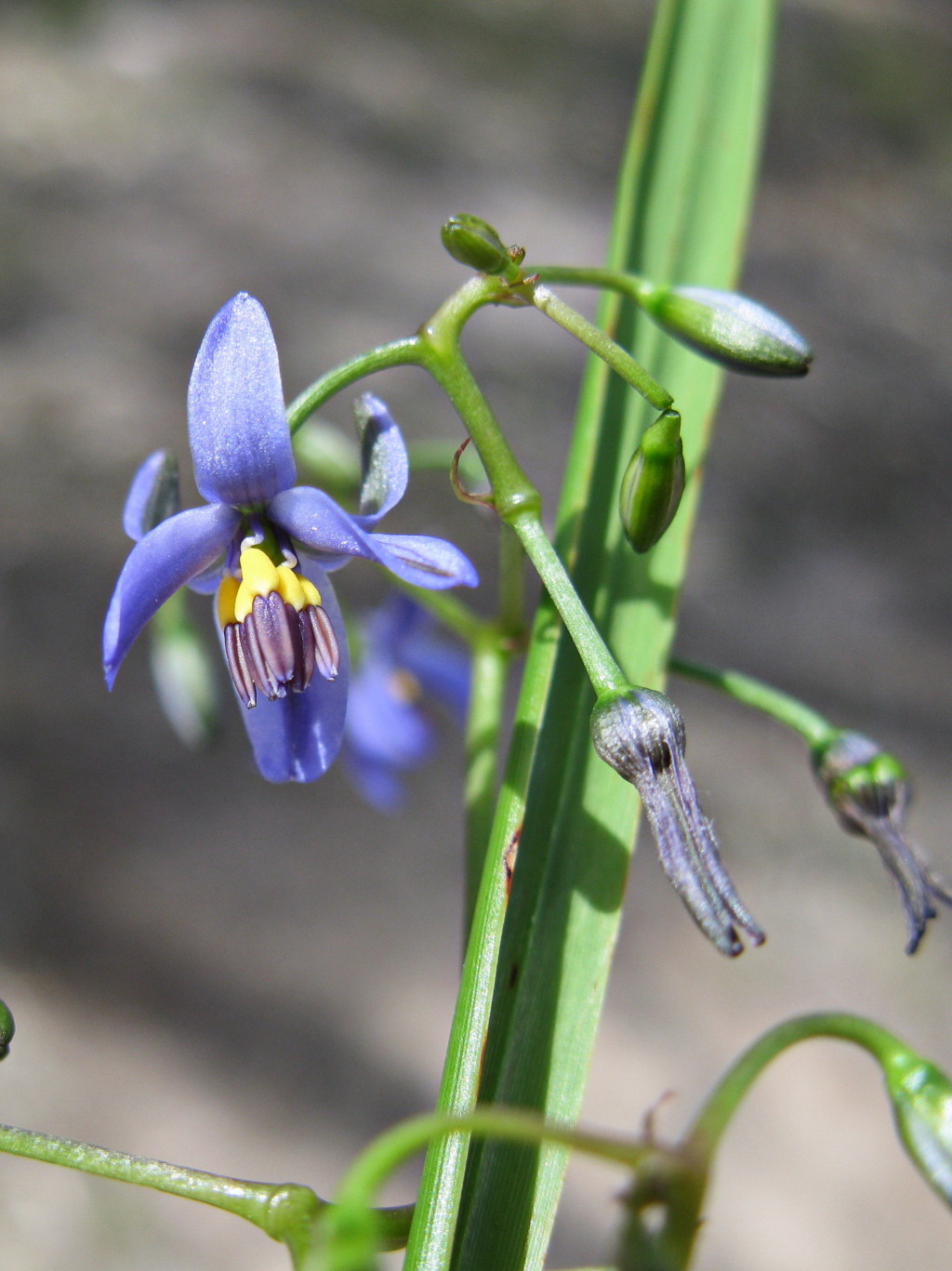 Dianella brevicaulis (hero image)