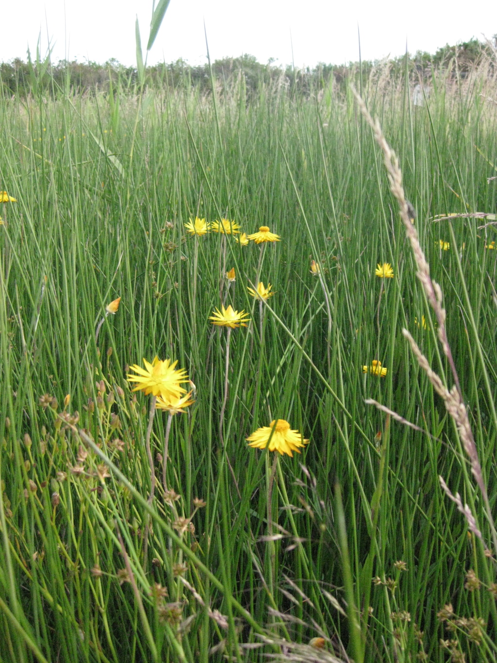 Xerochrysum palustre (hero image)