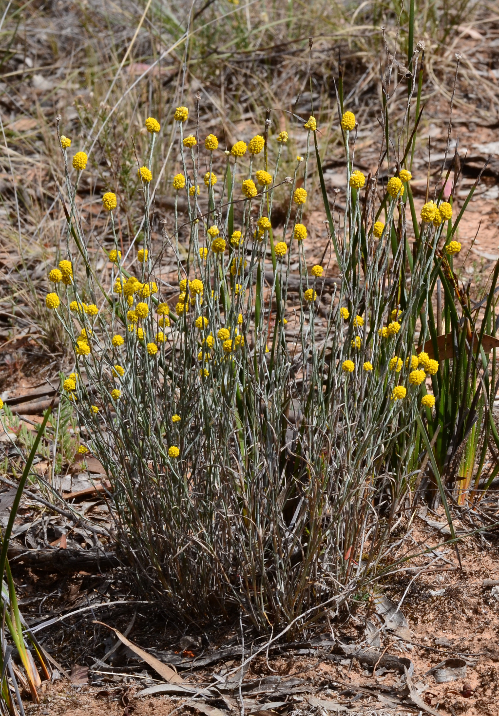 Calocephalus citreus (hero image)