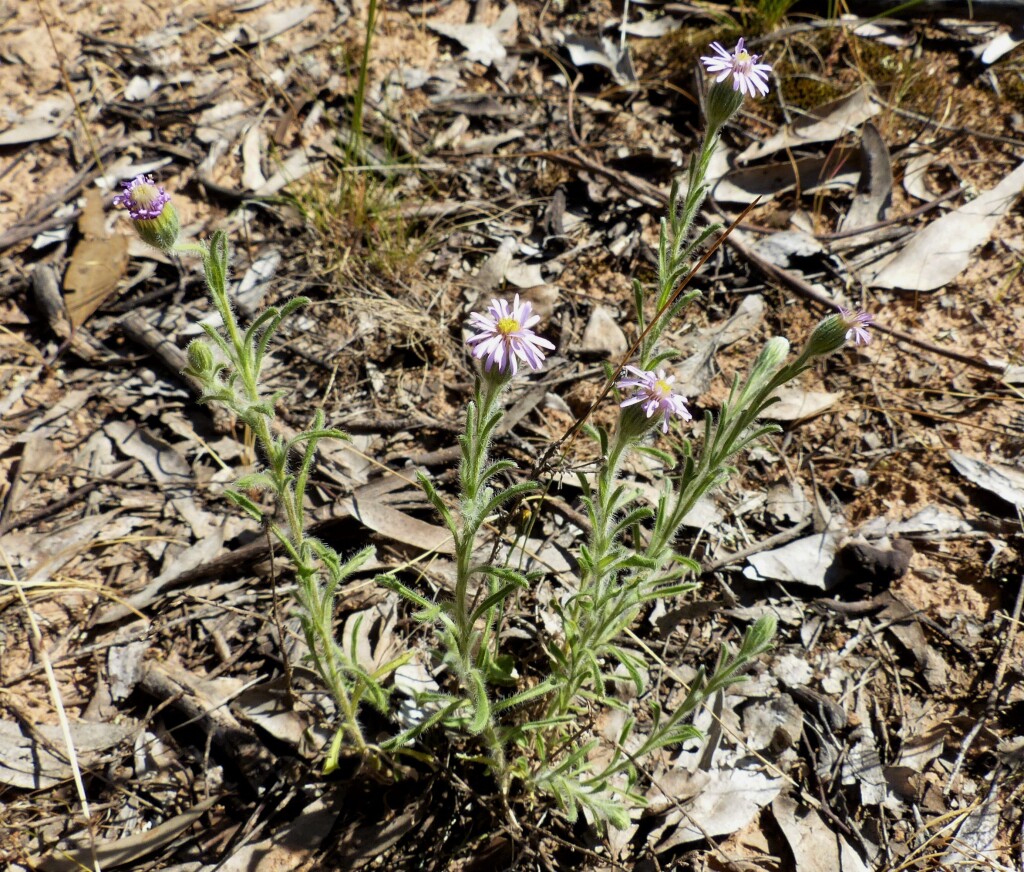 Vittadinia cuneata (hero image)