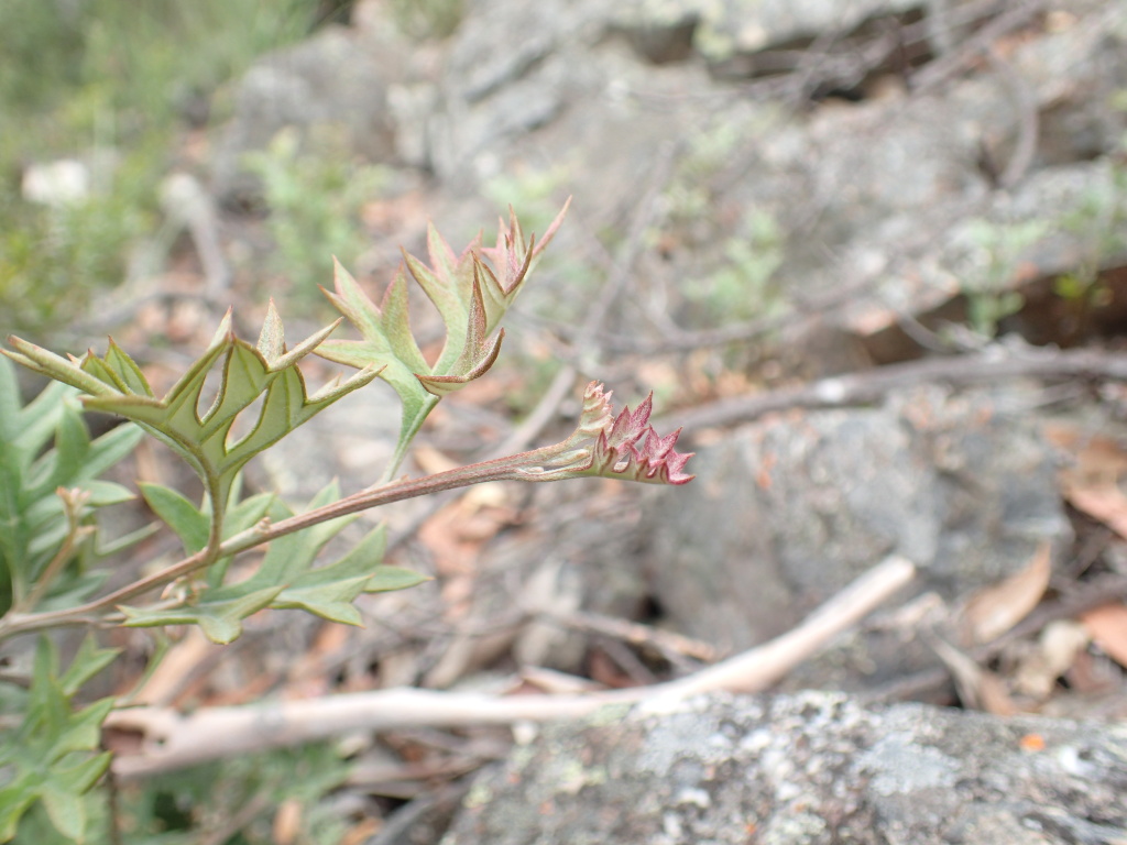 Grevillea pachylostyla (hero image)