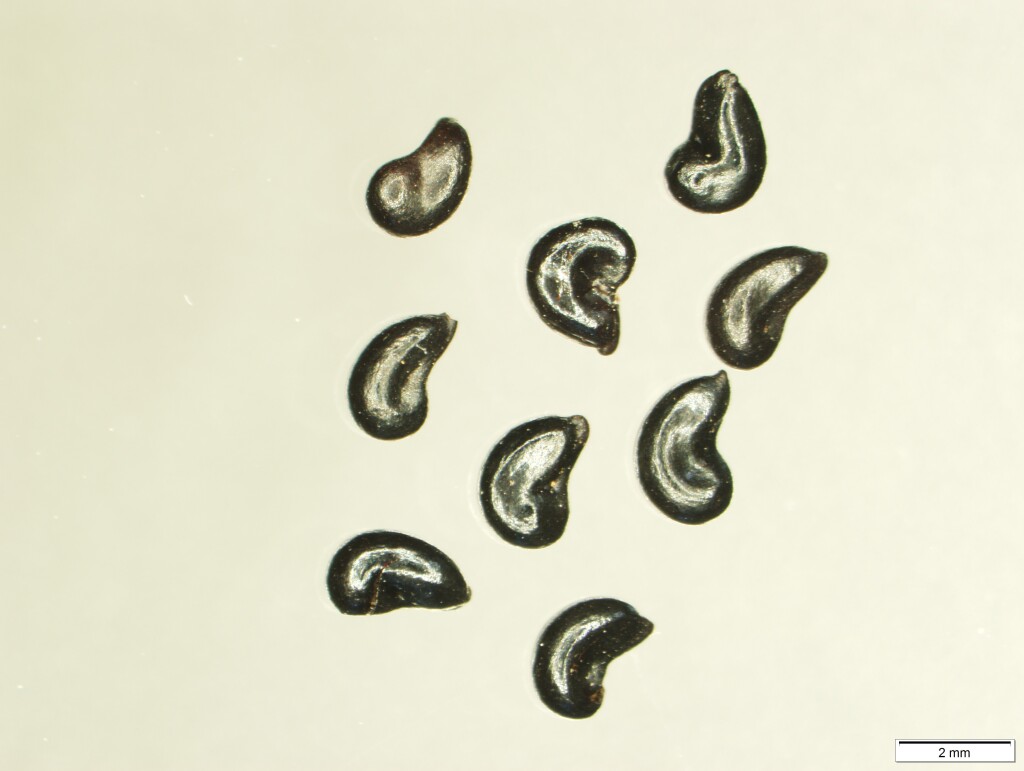 Tasmannia xerophila subsp. xerophila (hero image)