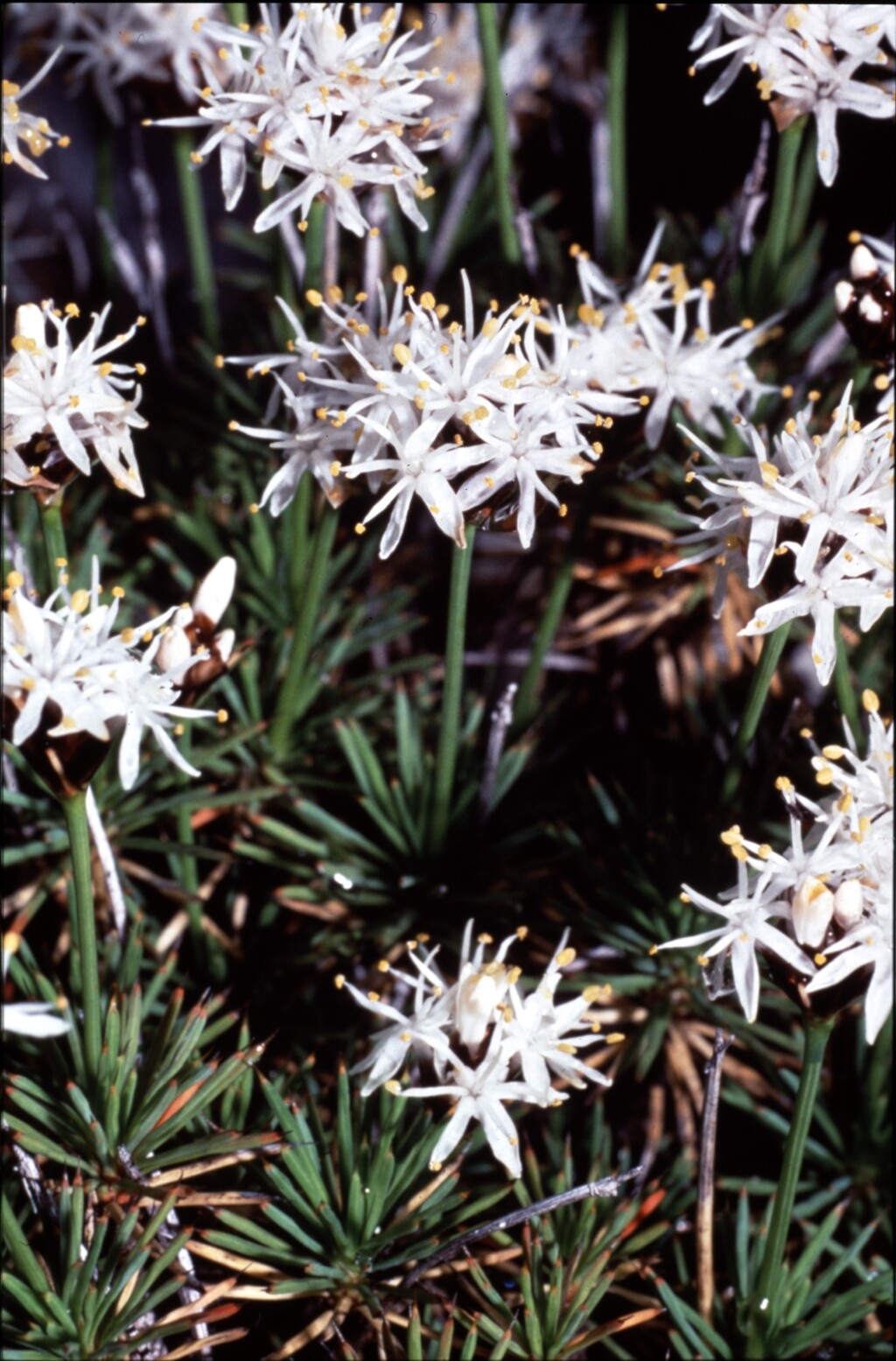 Boryaceae (hero image)