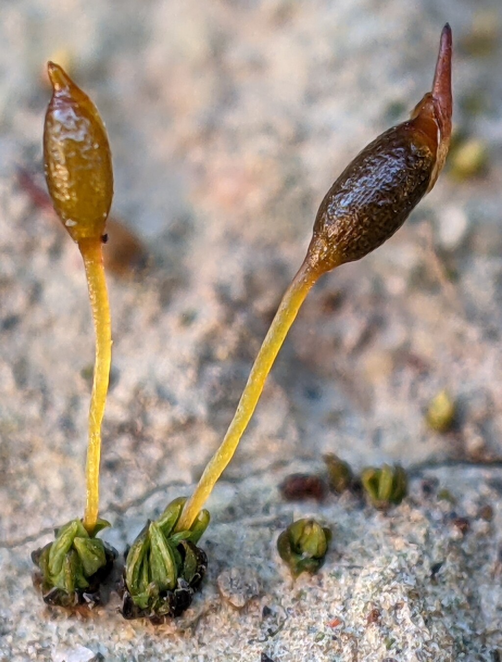 Tortula atrovirens (hero image)