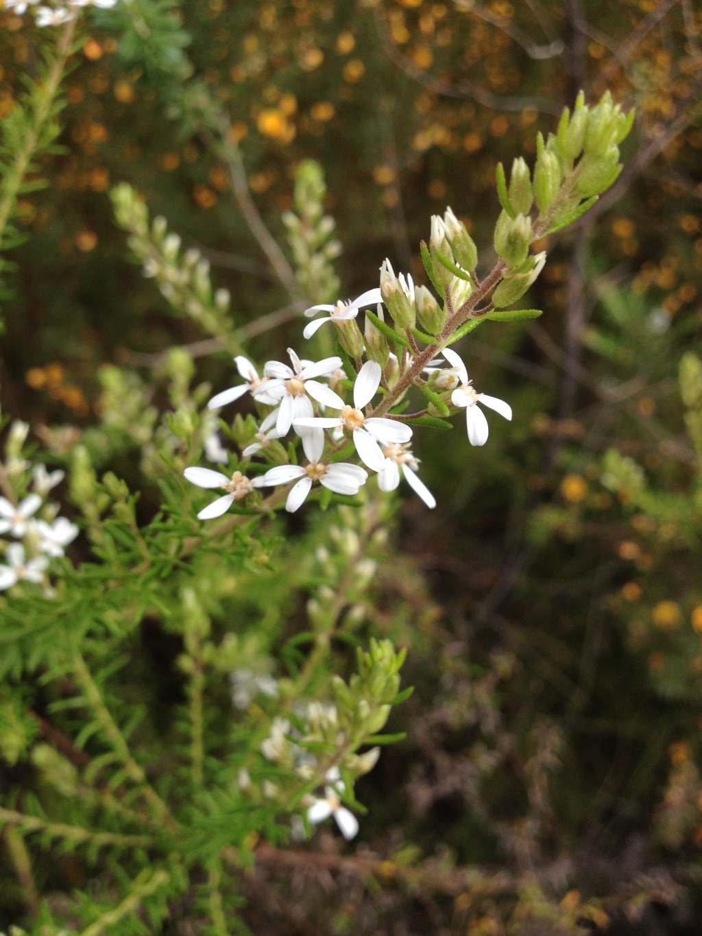 Olearia ramulosa (hero image)