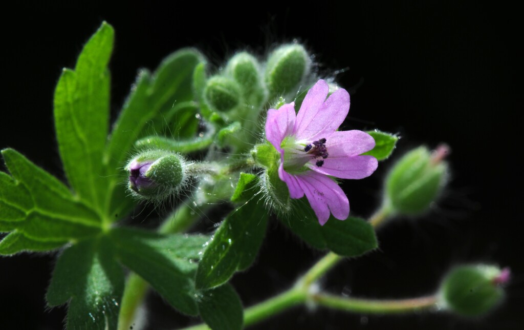 Geranium (hero image)