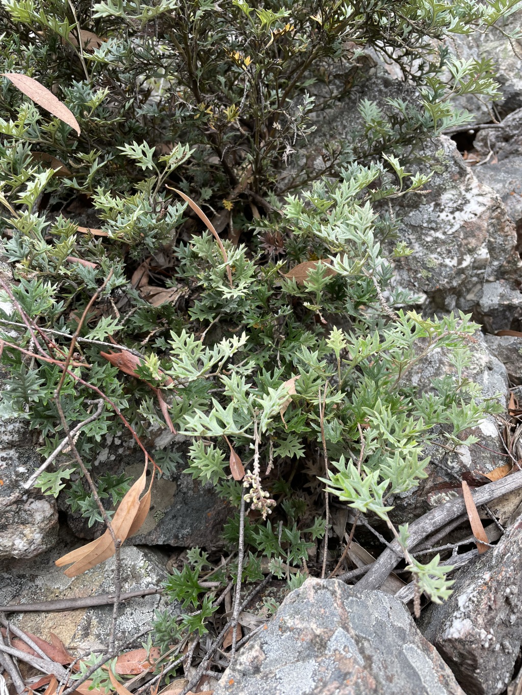 Grevillea pachylostyla (hero image)