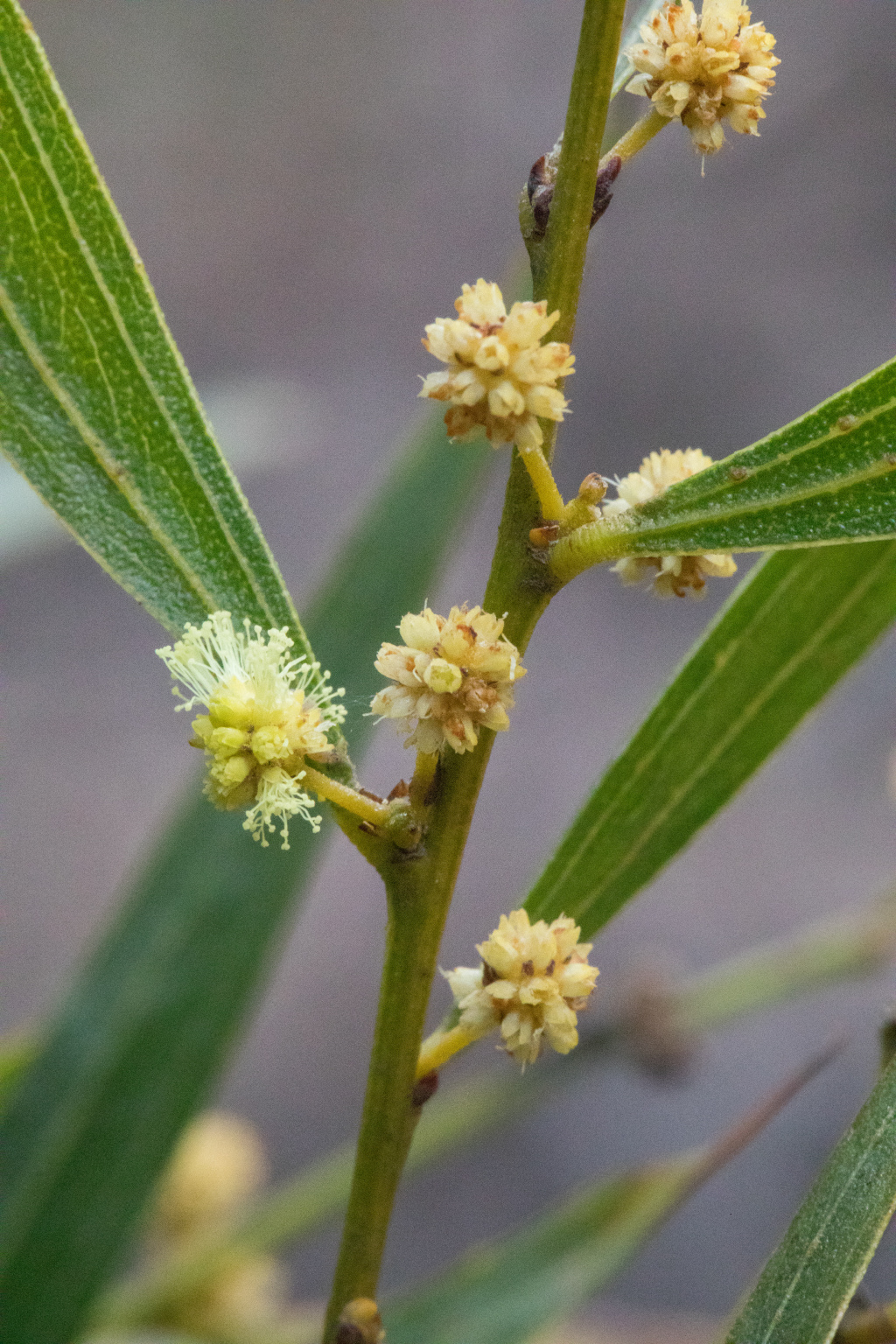 Acacia leprosa var. graveolens (hero image)