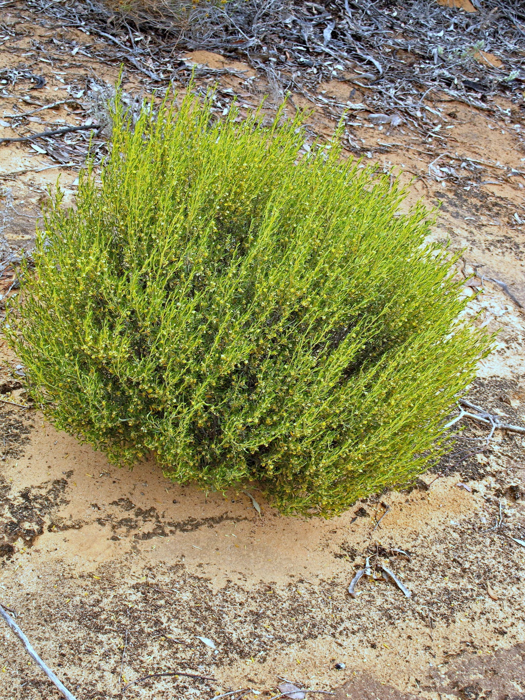 Beyeria opaca (hero image)