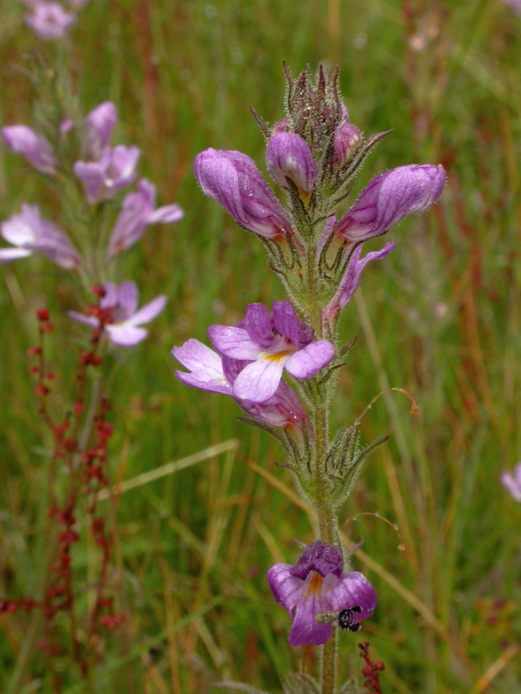 Euphrasia caudata (hero image)