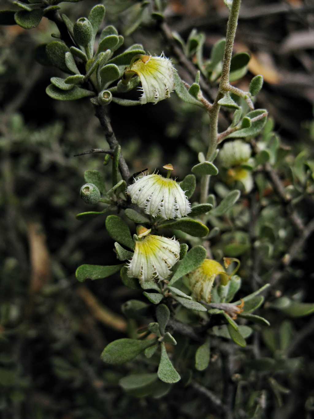 Scaevola spinescens (hero image)