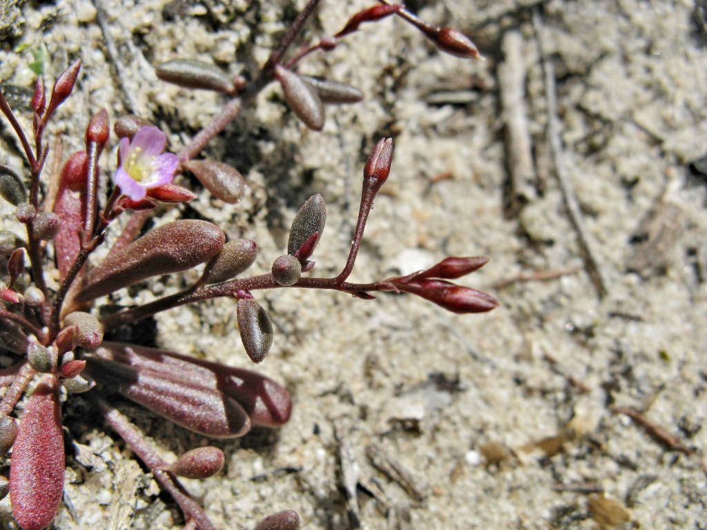 Calandrinia calyptrata (hero image)