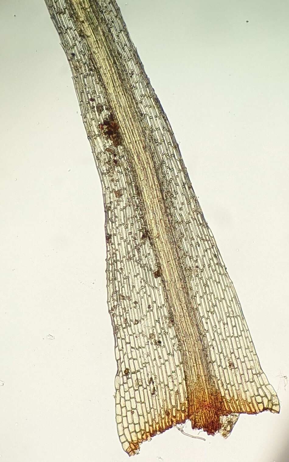 Bartramia nothostricta (hero image)