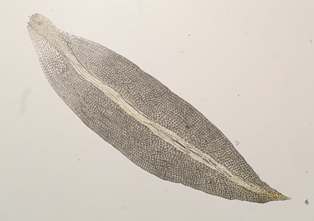 Gymnostomum (hero image)